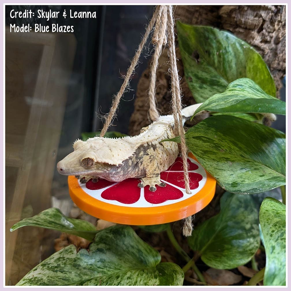 Crested Gecko on a grapefuit swing that's red and orange with green leaves in the background