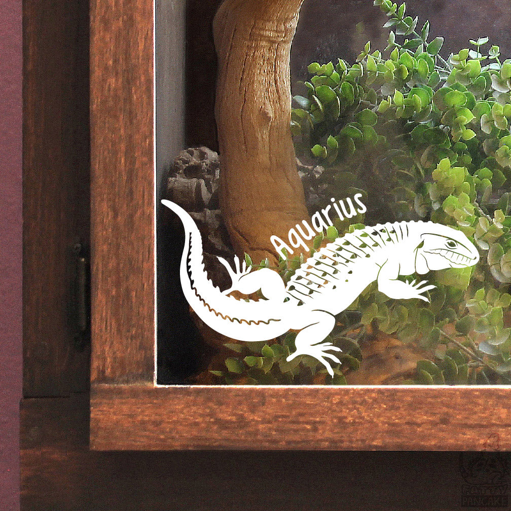 Decorative white vinyl decal of a Caiman Lizard design with the name Aquarius over the graphic. The decal is placed on a wooden enclosure.