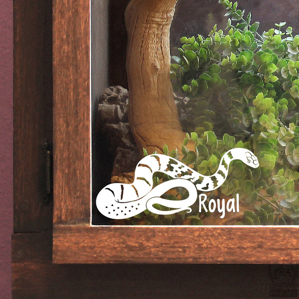 Decorative white vinyl decal of a Chinese King Rat Snake design with the name Royal under the graphic. The decal is placed on a wooden snake enclosure.