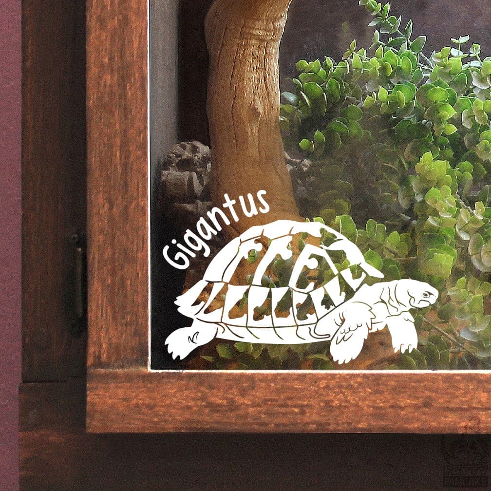 White Hermann's Tortoise decal with 'Gigantus' text name placed on the glass of a wooden enclosure. 