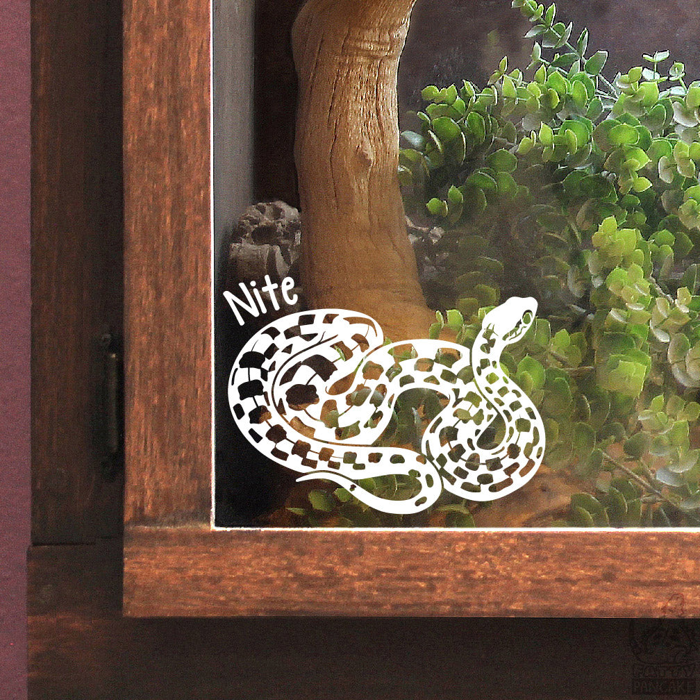 Decorative white Madagascar Cat-Eyed snake decal with 'Nite' text on a glass surface with plants and wood.