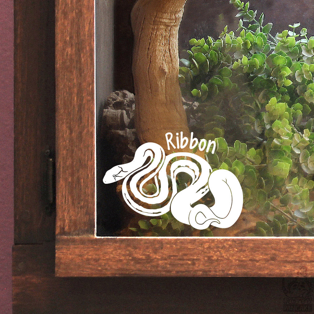 Decorative white vinyl decal of a Radiated Rat Snake design with the name Ribbon over the graphic. The decal is placed on a wooden snake enclosure.