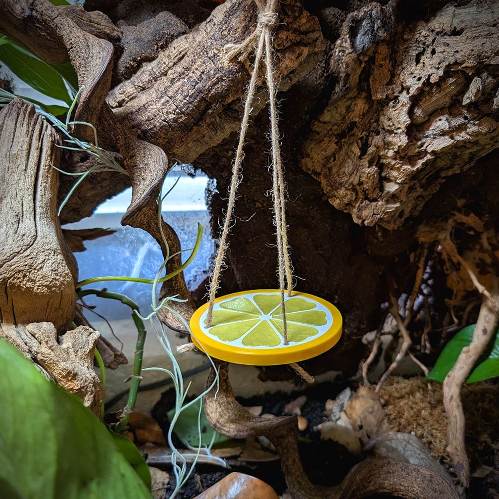 Reptile decor piece of a plastic lemon fruit slice hanging by it's cord via a loop around a branch. It is surrounded by cork bark and plants within the enclosure.