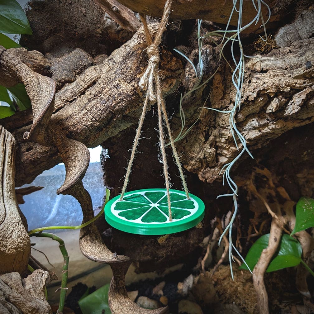 Reptile decor piece of a plastic lime fruit slice hanging by it's cord via a loop around a branch. It is surrounded by cork bark and plants within the enclosure.