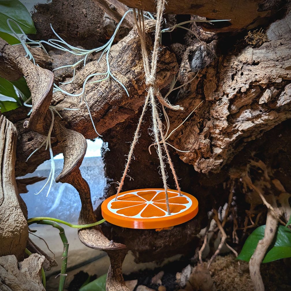 Reptile decor piece of a plastic orange fruit slice hanging by it's cord via a loop around a branch. It is surrounded by cork bark and plants within the enclosure.