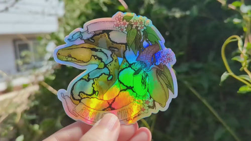 Video shows the holographic sticker of the reticulated python, displaying the rainbow shimmer of the vinyl material.